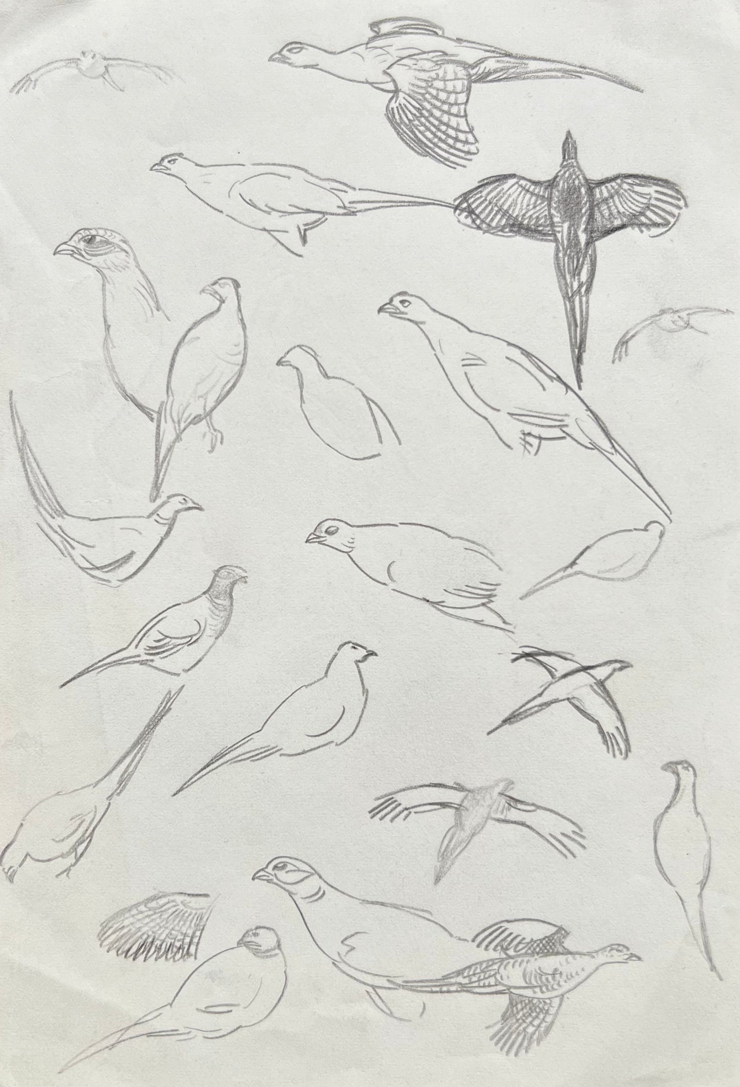 John Olsen. Study of a pheasants, 1960