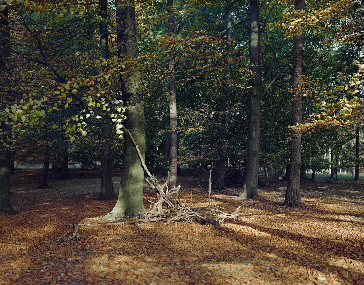 Maja Flink. “Skoven”, 2016