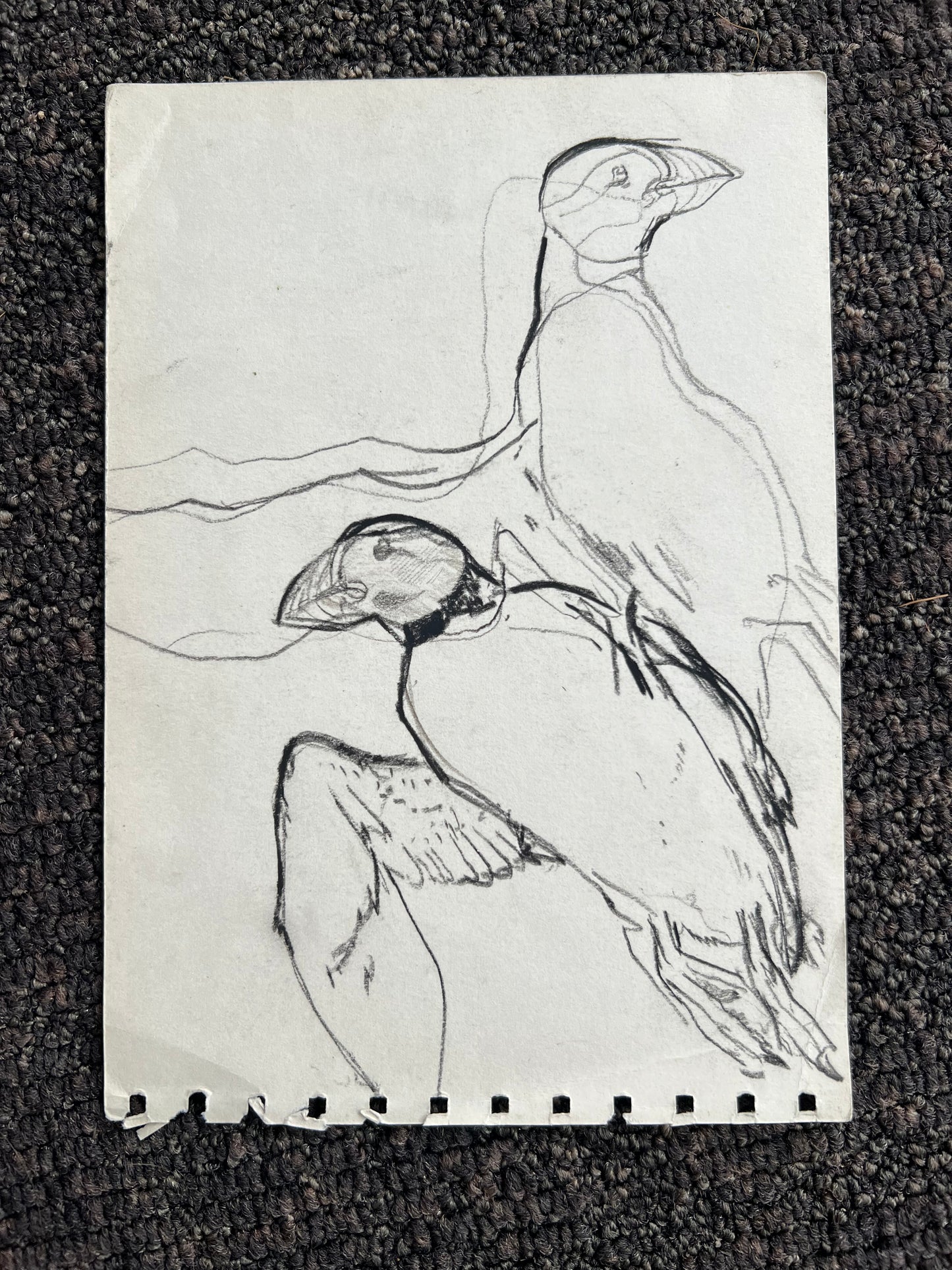 John Olsen. Puffins