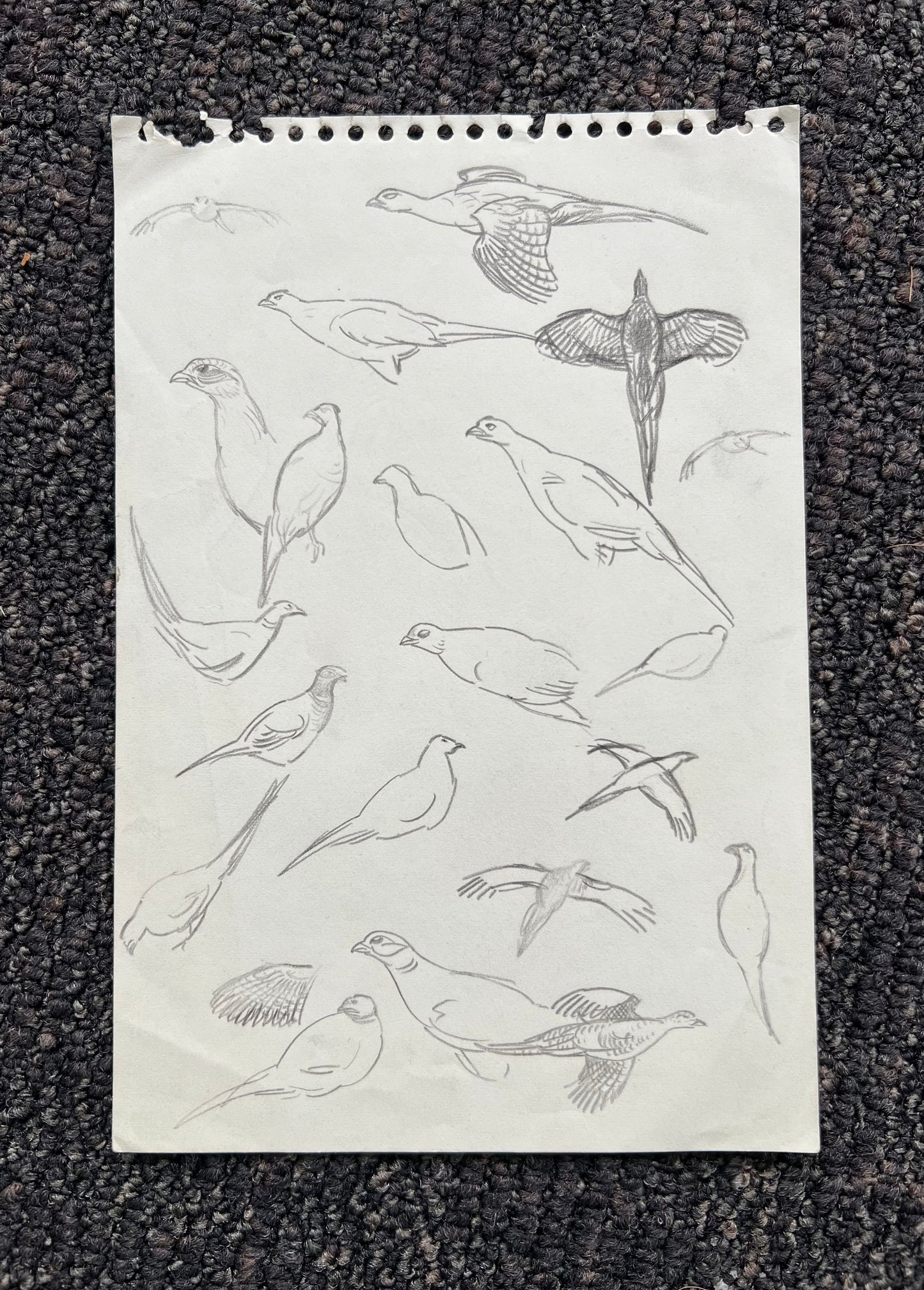 John Olsen. Study of a pheasants, 1960