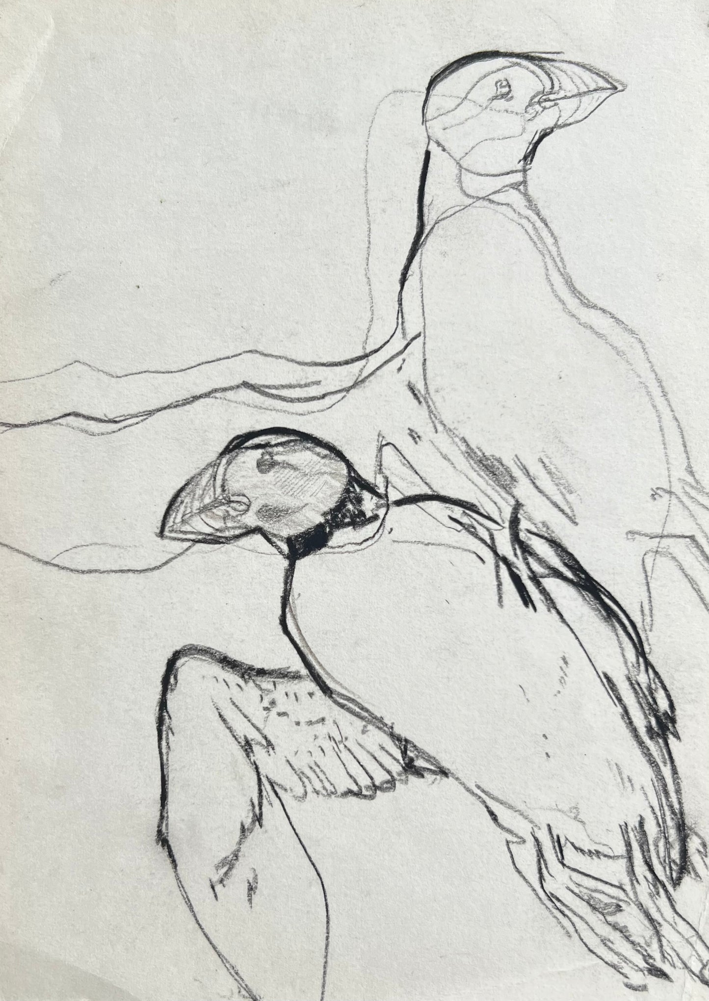John Olsen. Puffins