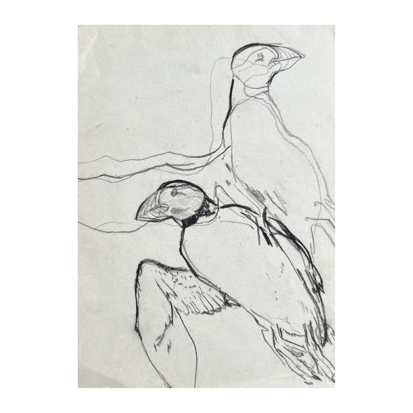 John Olsen. Puffins