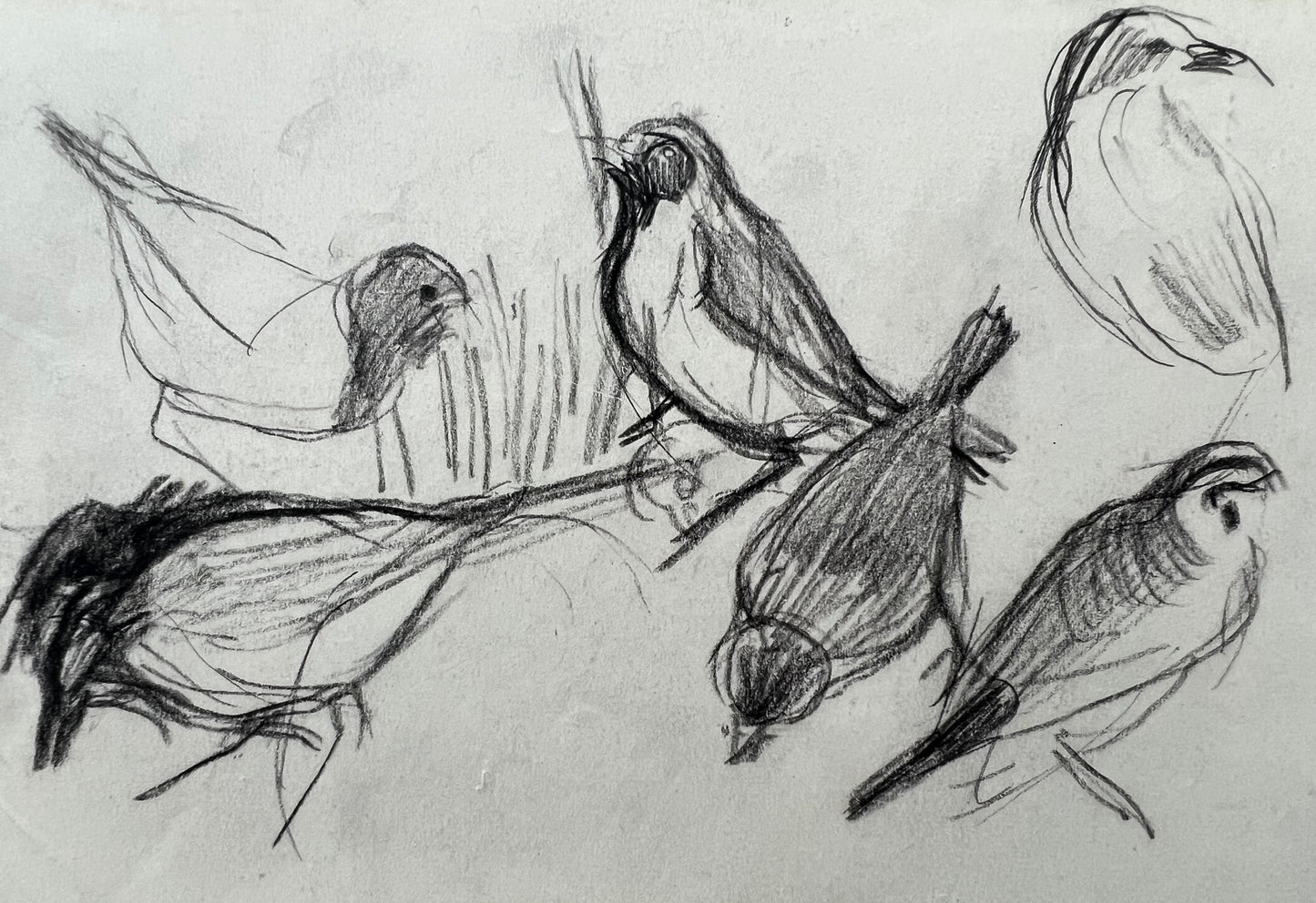 Bizzie Høyer. Study of birds