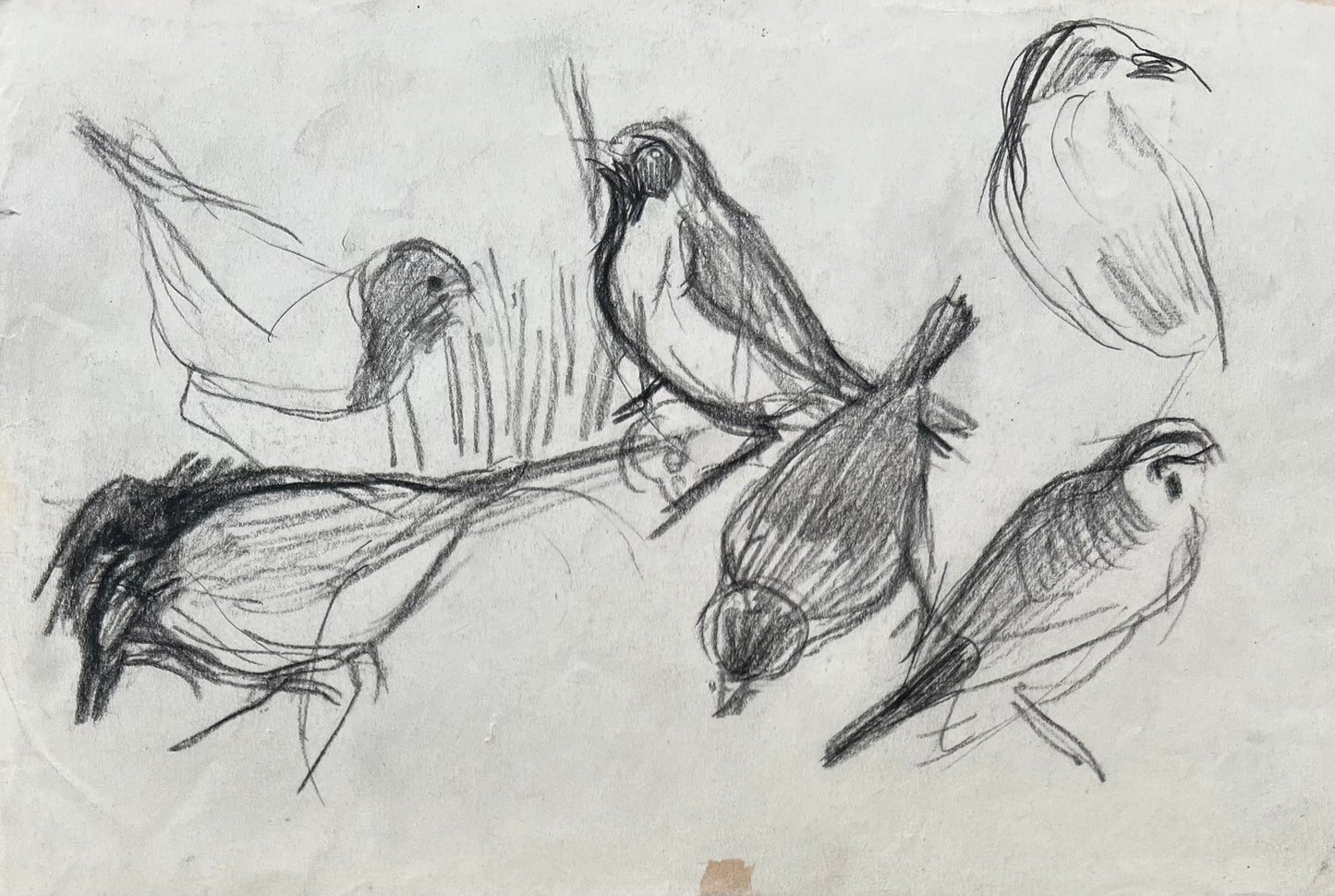 Bizzie Høyer. Study of birds