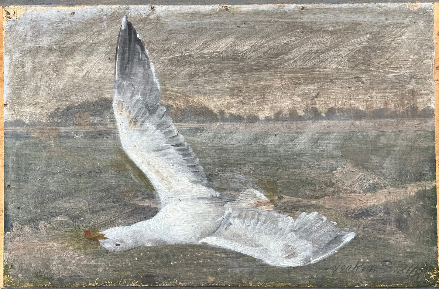 Joakim Skovgaard. Study of a seagull, 1878
